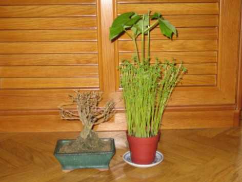 Foto de un bonsai seco y de una judía verde lozana