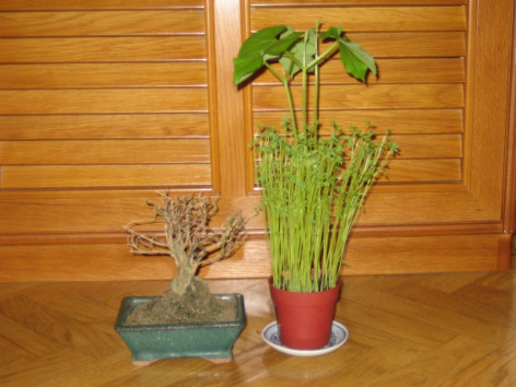 Foto de un bonsai seco y de una judía verde lozana